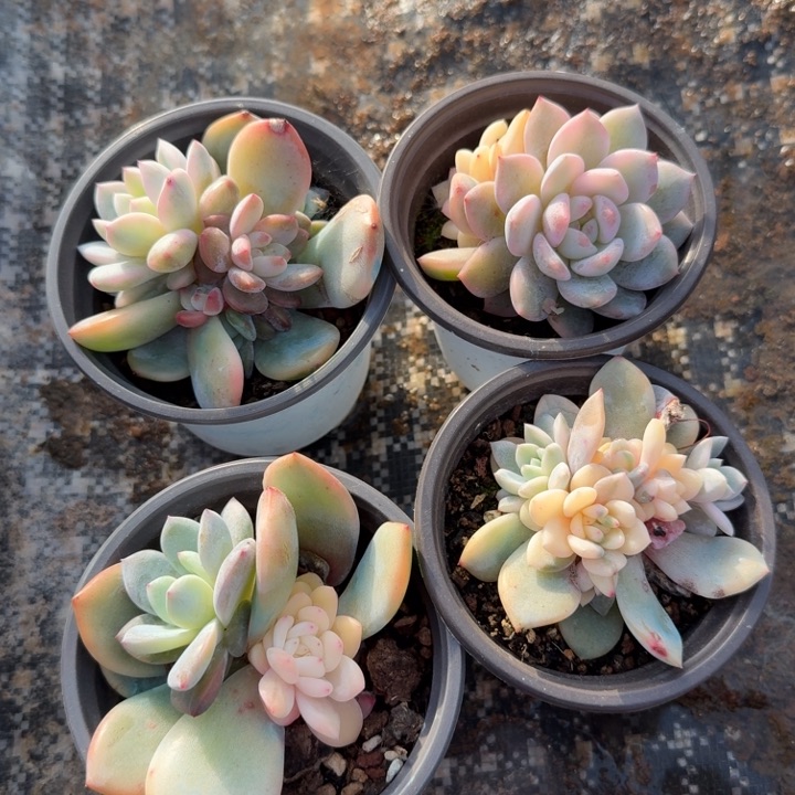 一组的锦梦露颗腹轮锦