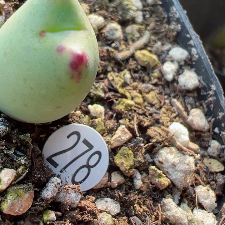 用****7278号1111111111111