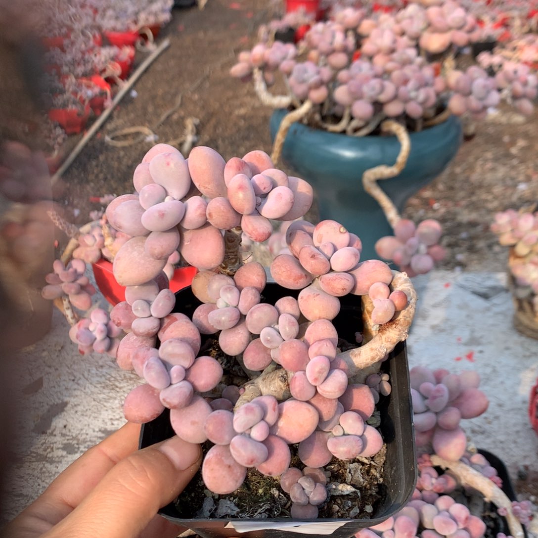 是***吖桃蛋老桩不带盆61号