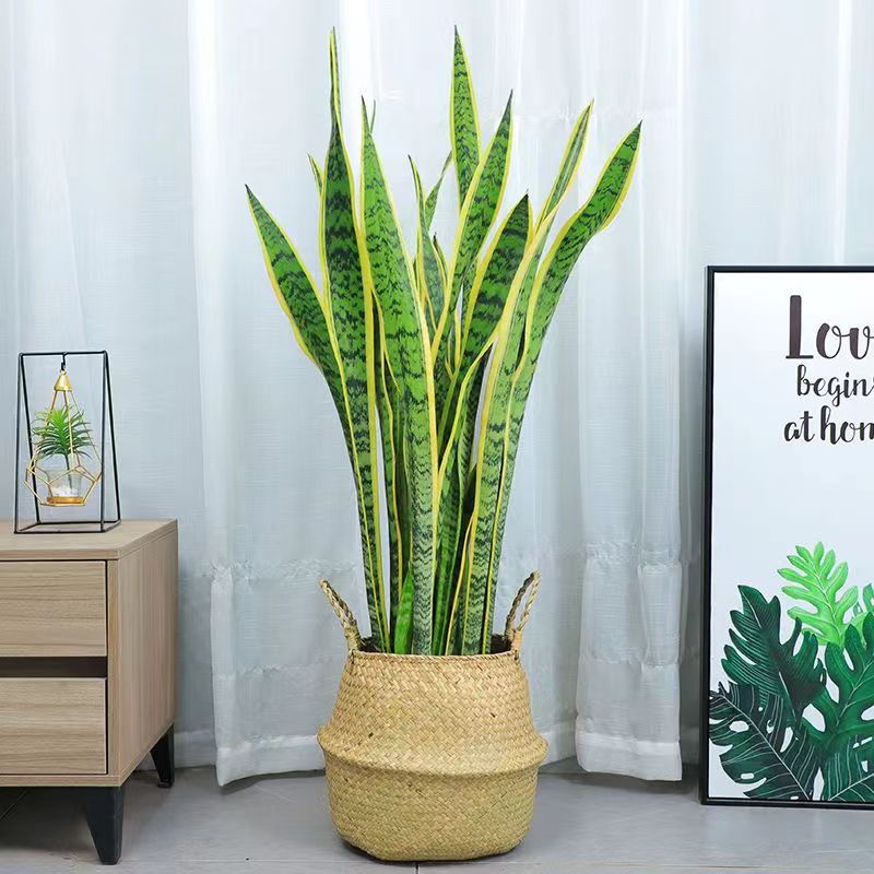 精选金边虎皮兰北欧风好养大盆栽桌面美化室内室外收甲醛净化空气