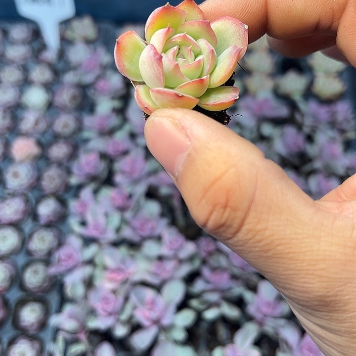 侧影 满10颗包邮  