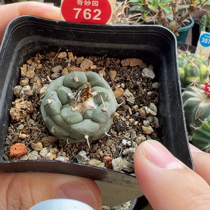 实生乌丸娇丽3cm一棵仙人球