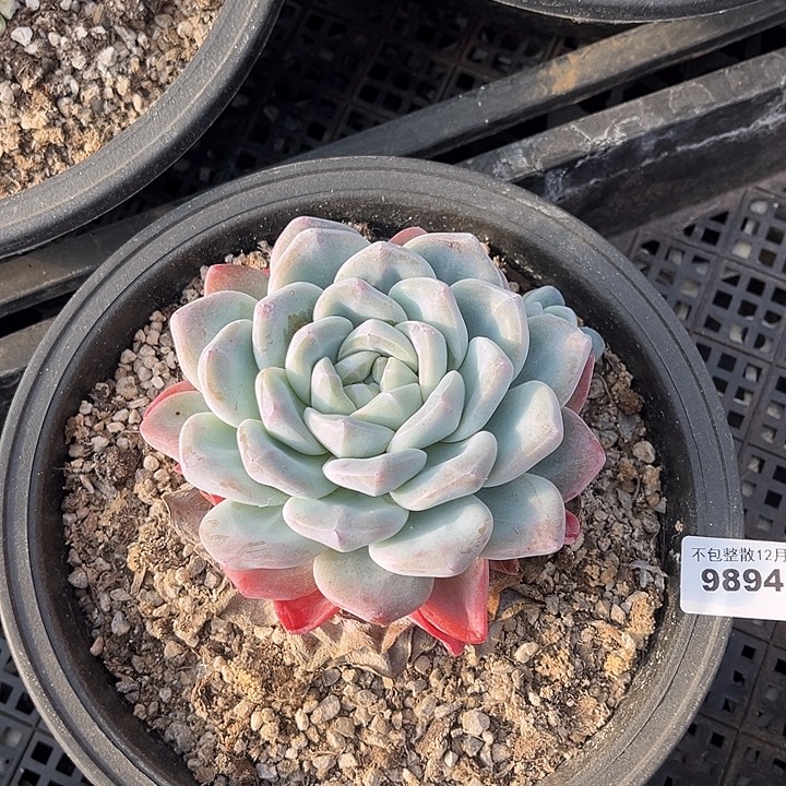 阿雅园艺。      9894