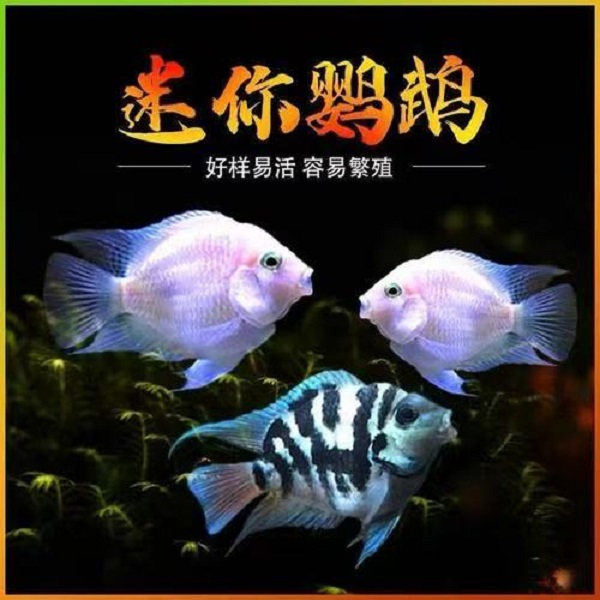 迷你鹦鹉成年种鱼一物一拍