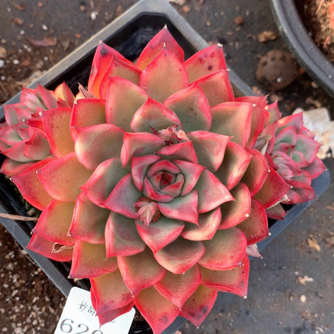 6201不包整散掉头不售后