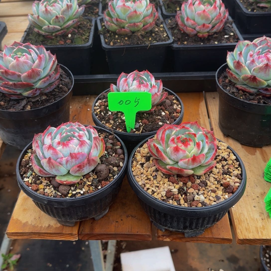 云*组合套餐编号零零五号