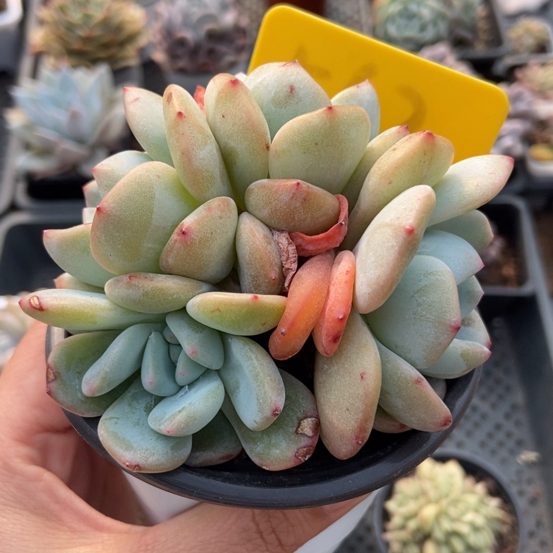 562星星多肉植物保护