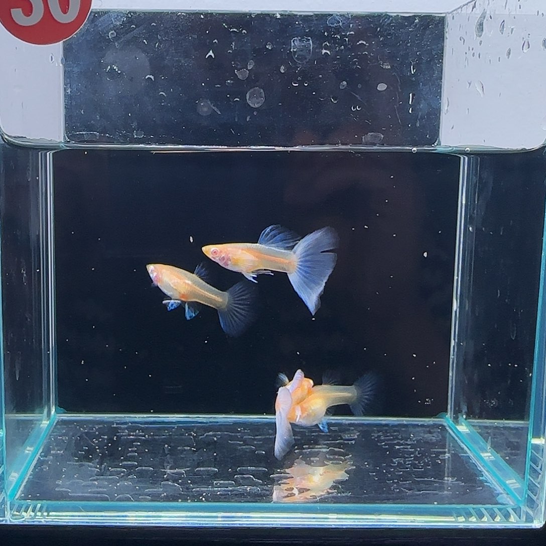 孔雀鱼紫白飞船微瑕2对