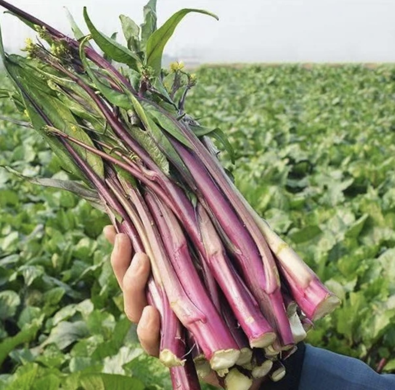 包邮湖北红菜苔紫菜苔新鲜蔬菜农家自种
