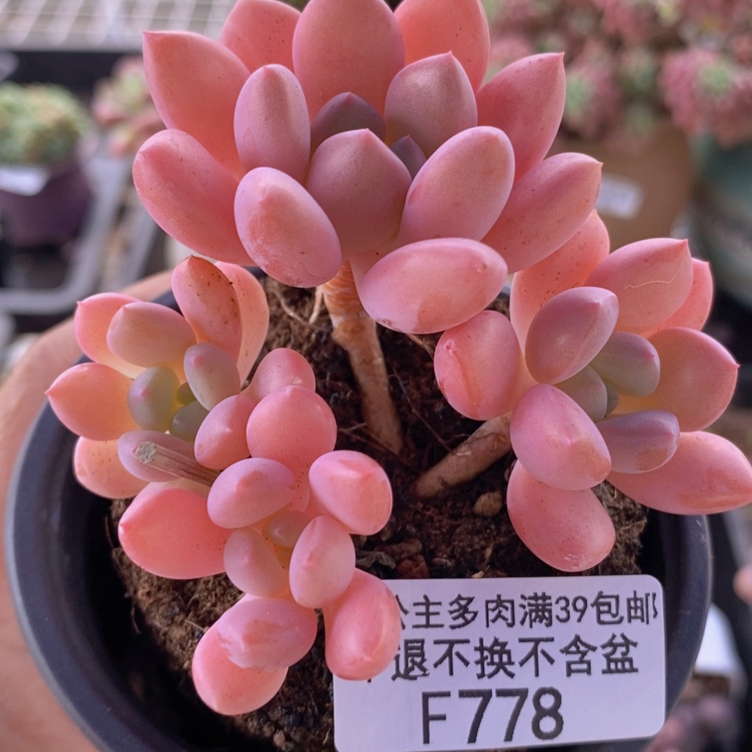 粉桃花6cm778多肉植物