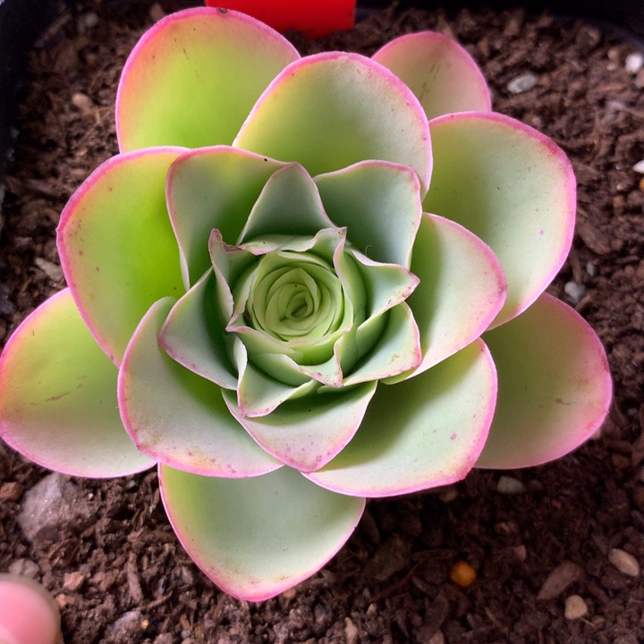 一物一拍鹿啦啦012