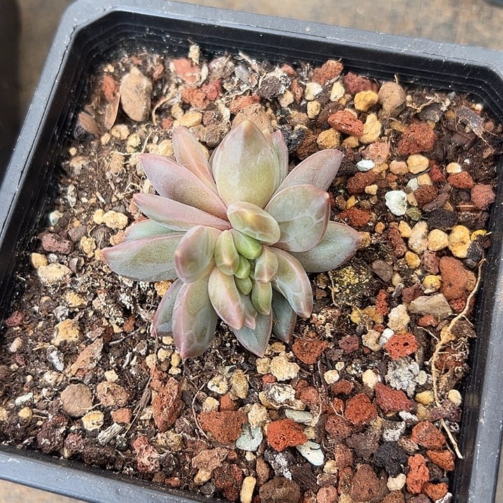 莱万特缀特价福利美人