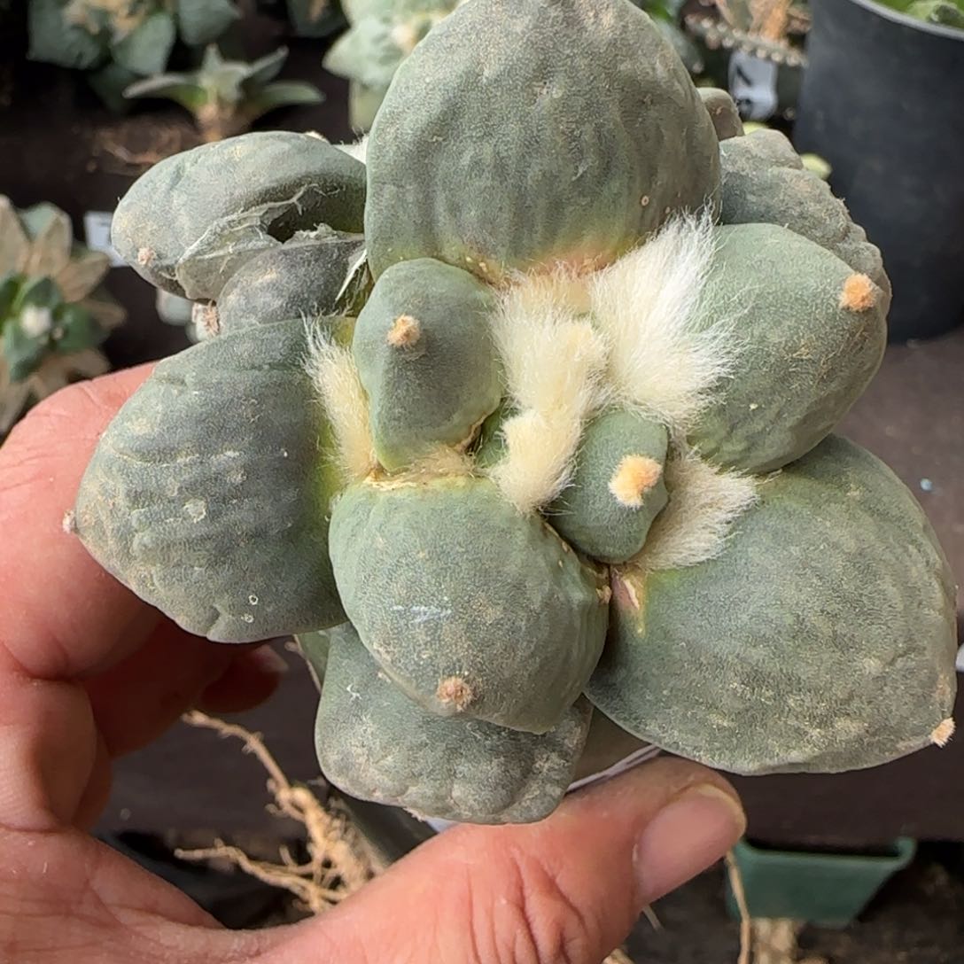 【闪购商品】丸尤青瓷157