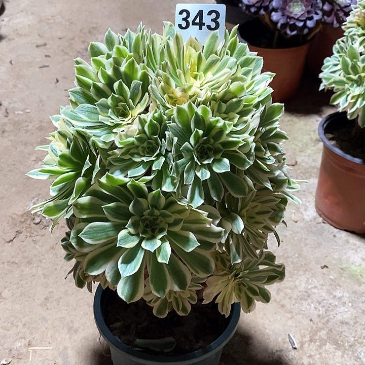 法师植物12345678