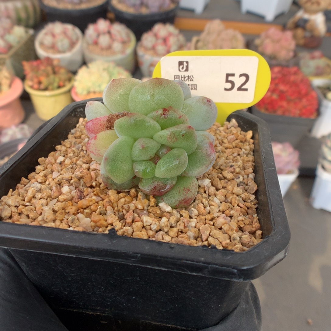 52 冰玉石化多肉多肉