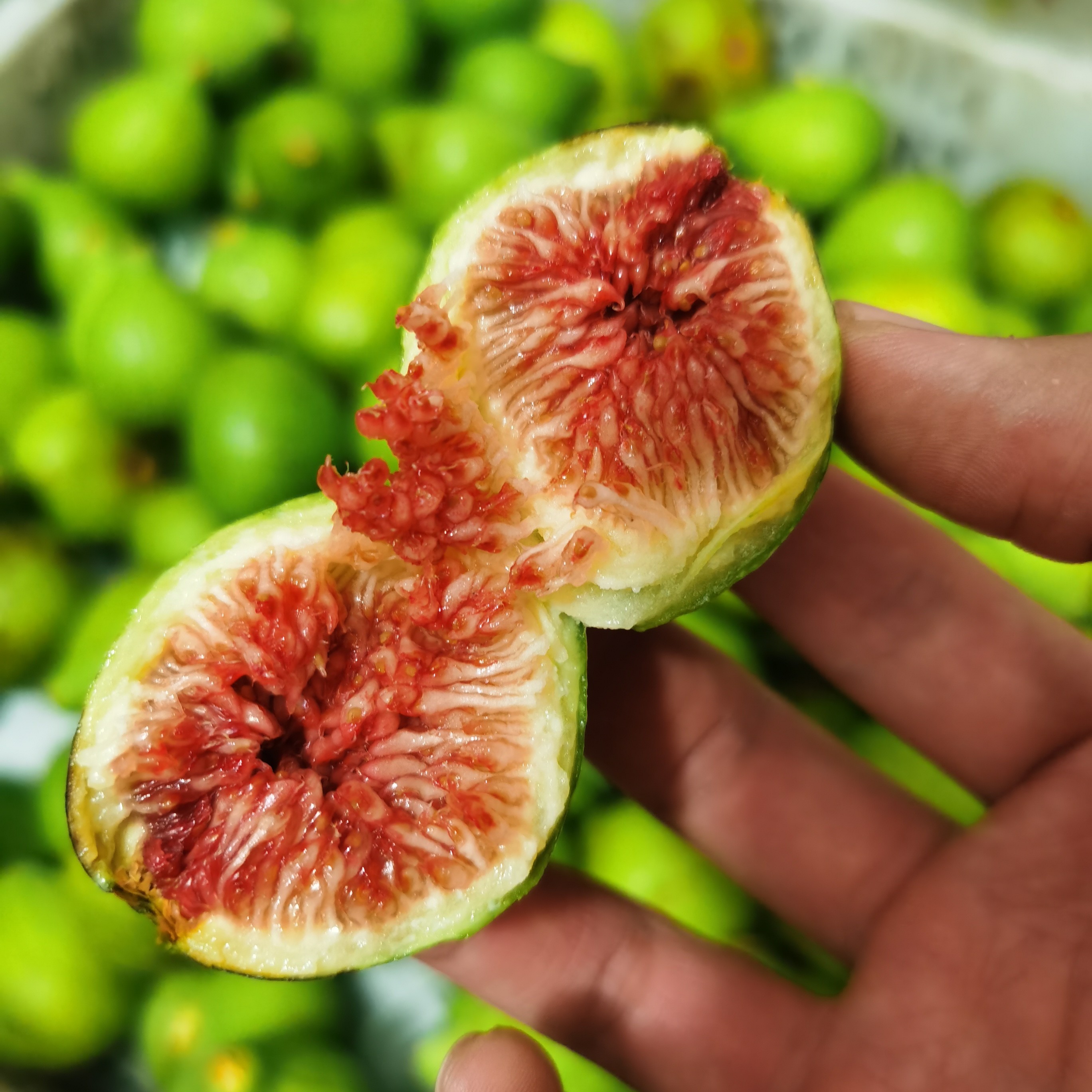 明天发，容易挤压破皮，不是坏，不售后【糖包子】超甜威海无花果