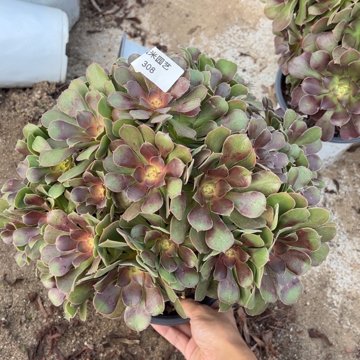 紫牡丹老桩多肉植物308