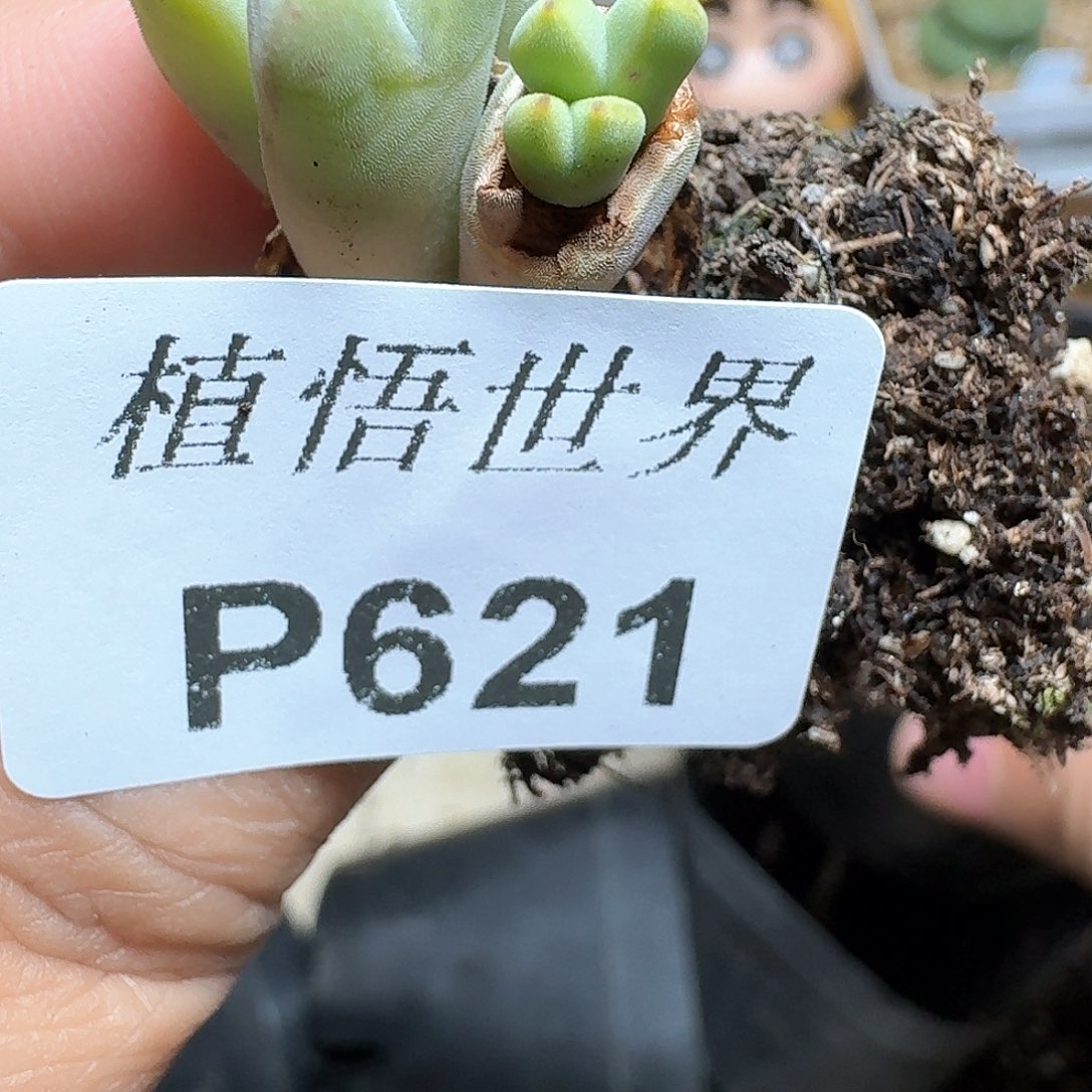 621号多肉植物哇gv