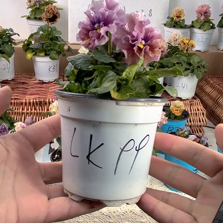 大部分花苞少量开放K99