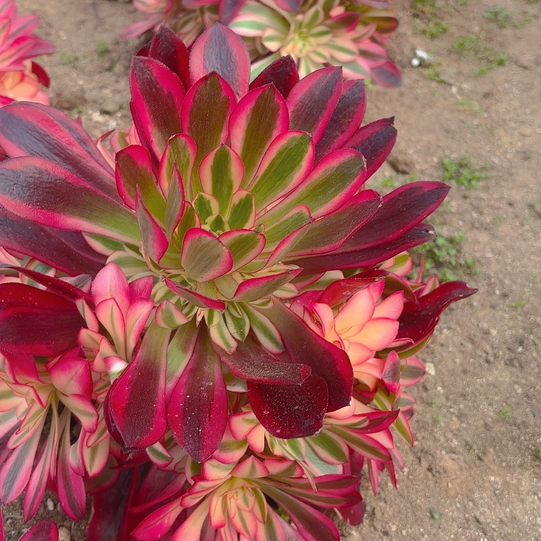 美杜莎手捧多肉植物