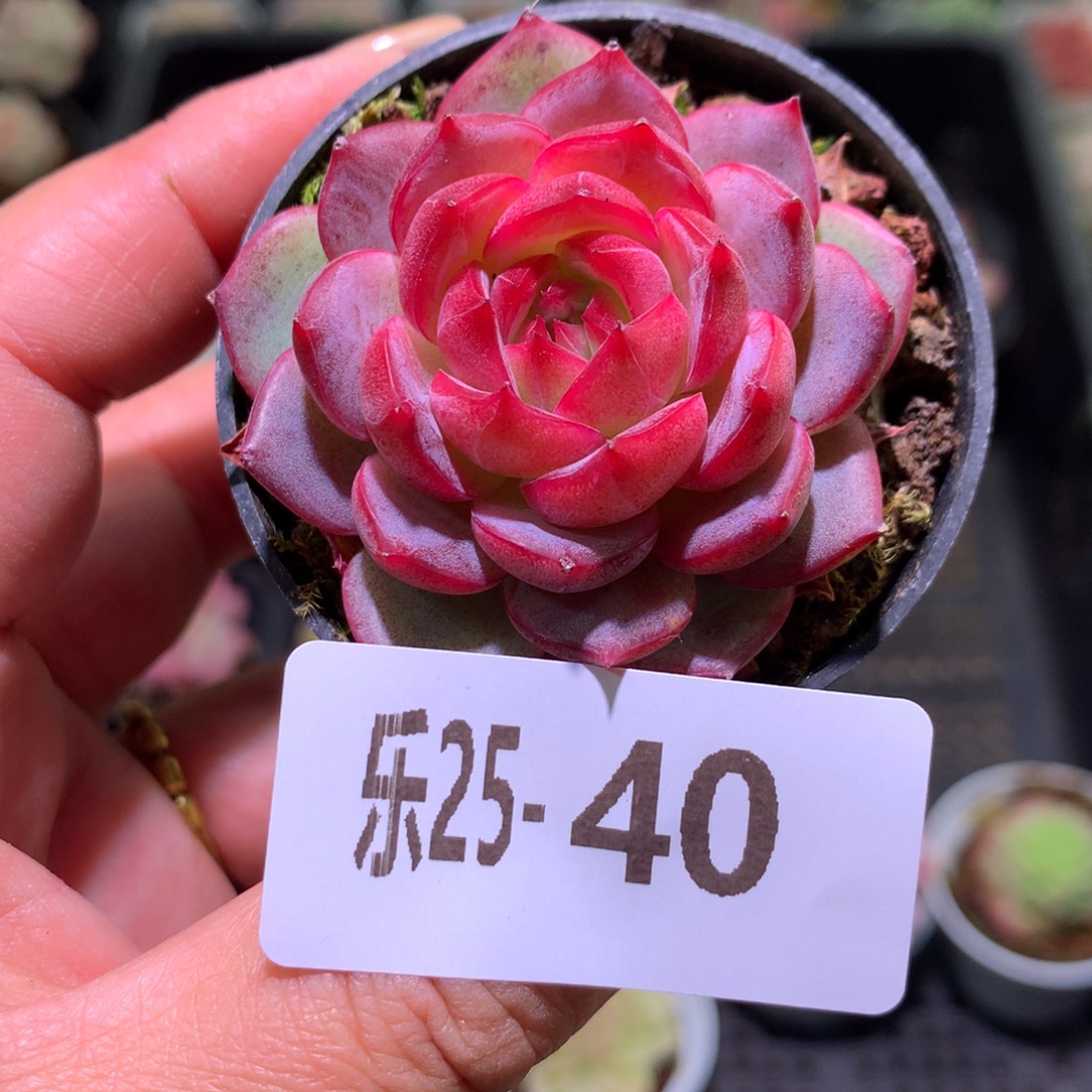 乐然25-40 新品单头