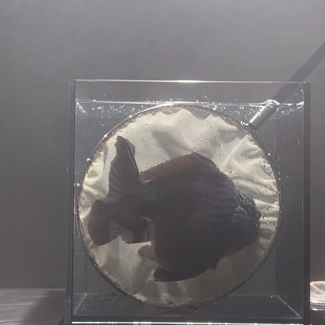 金鱼019.00000000000