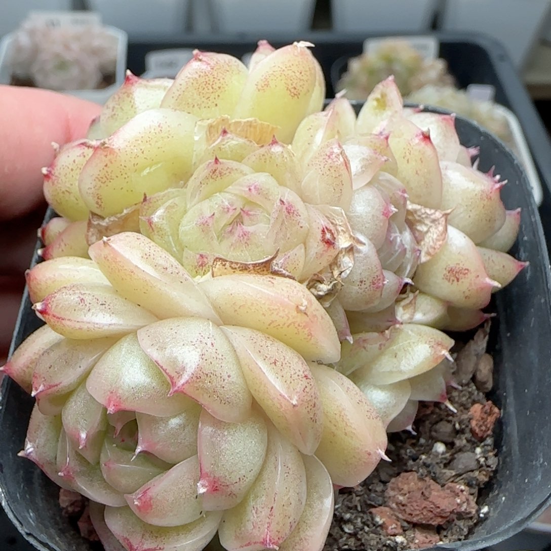 0126-157包子麦秆