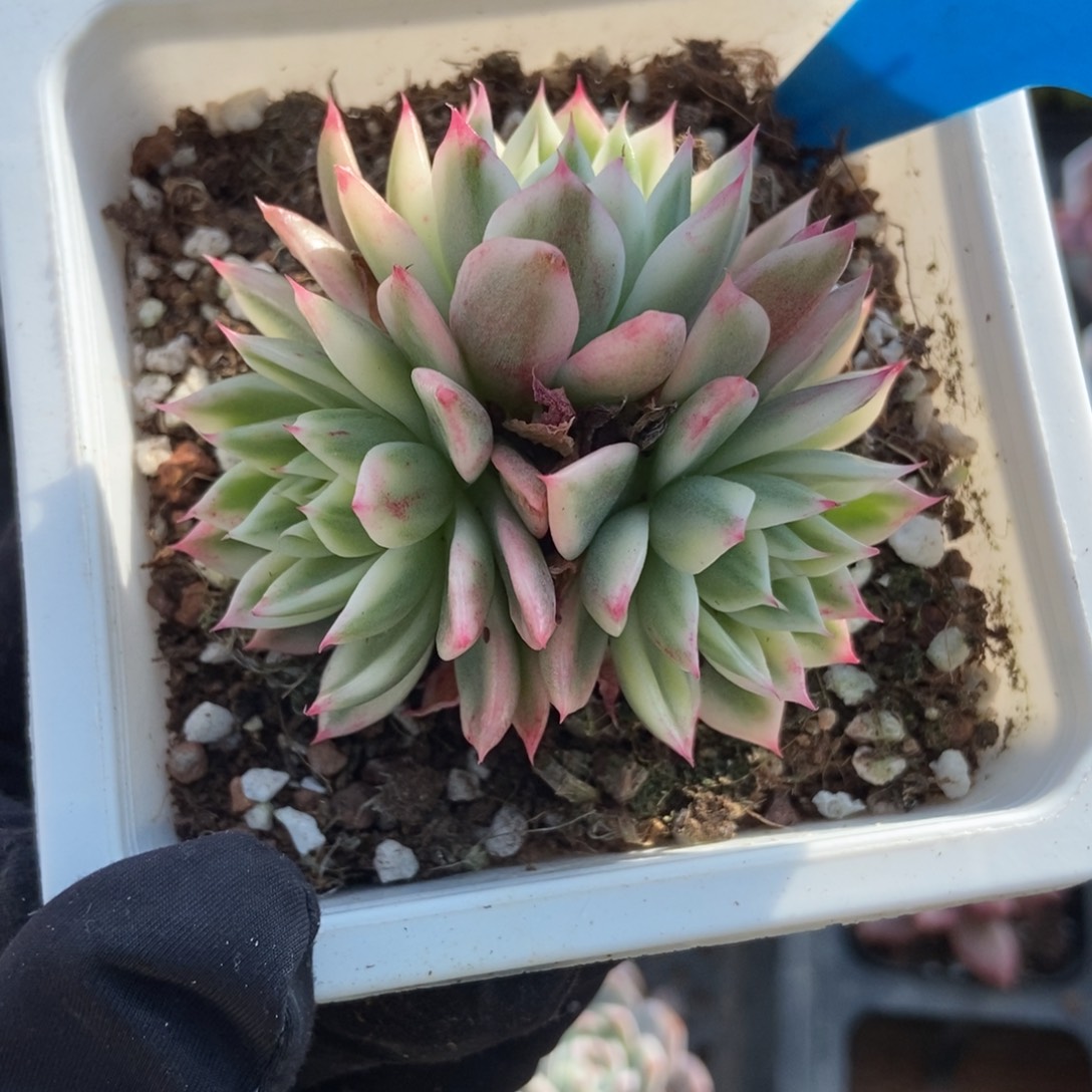 1012蝴蝶飞锦多肉植物