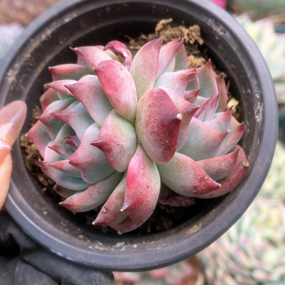 067锦锦锦锦锦锦锦