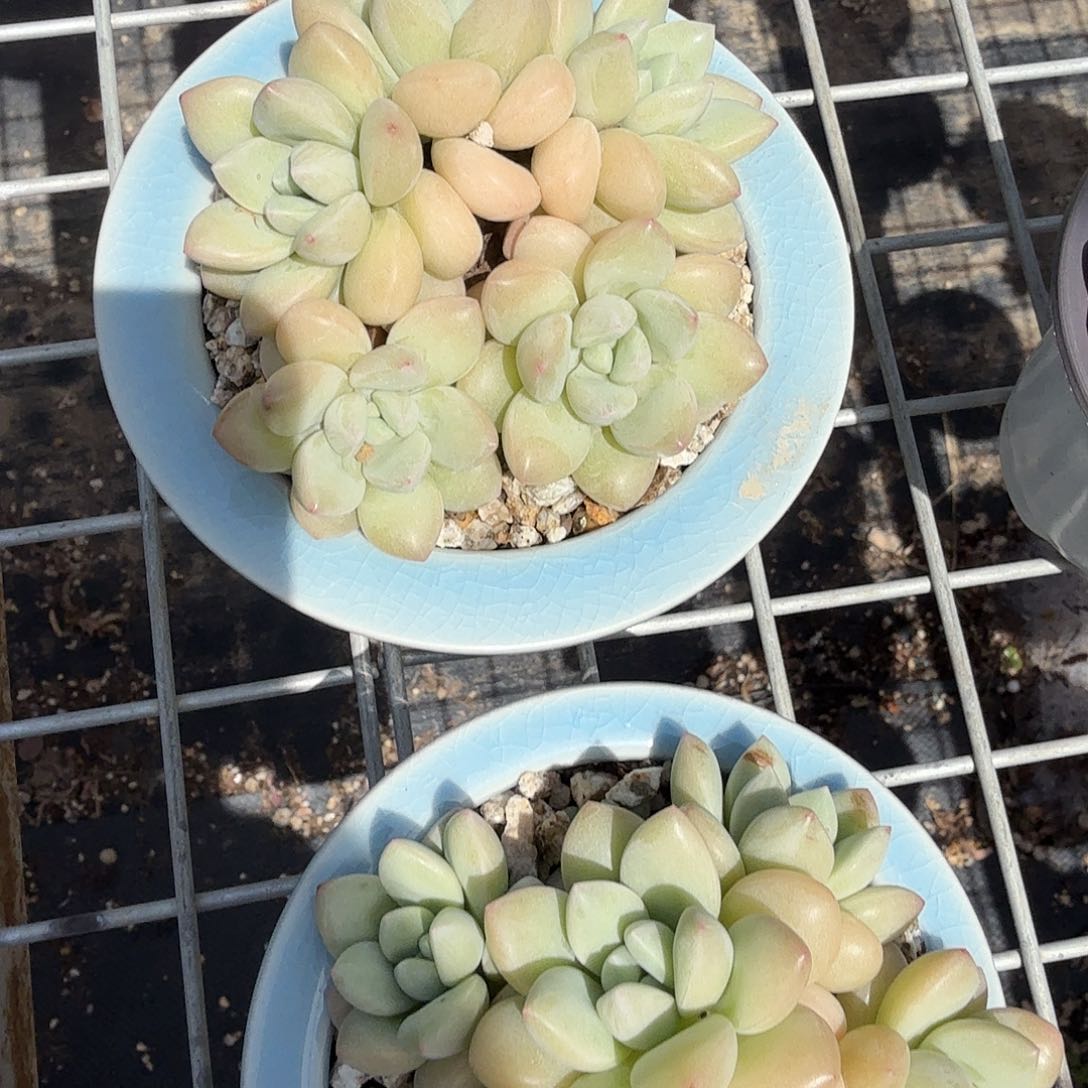 奶油泡泡堂多肉植物