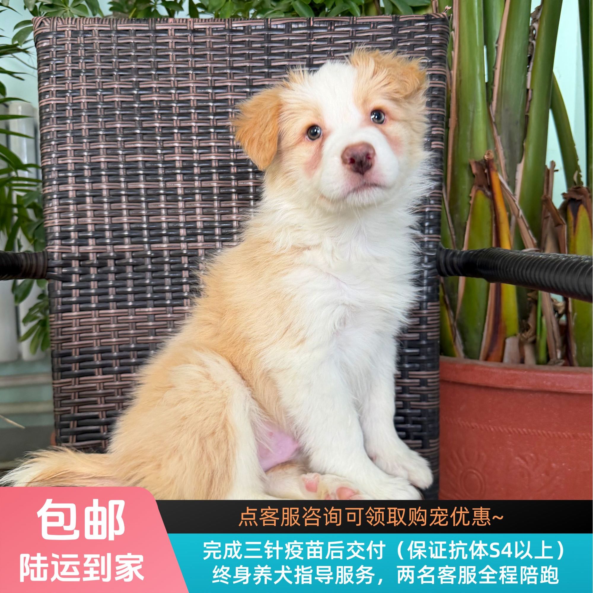 柑橘-黄白色边牧弟弟纯种小狗边境牧羊犬宠物幼犬