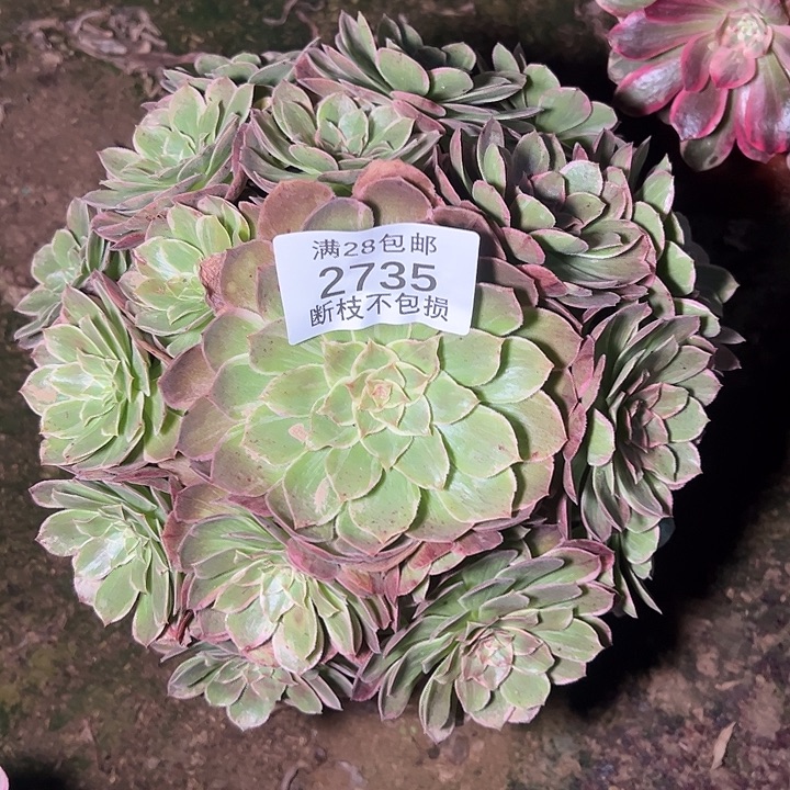 2735孔雀翎多肉植物