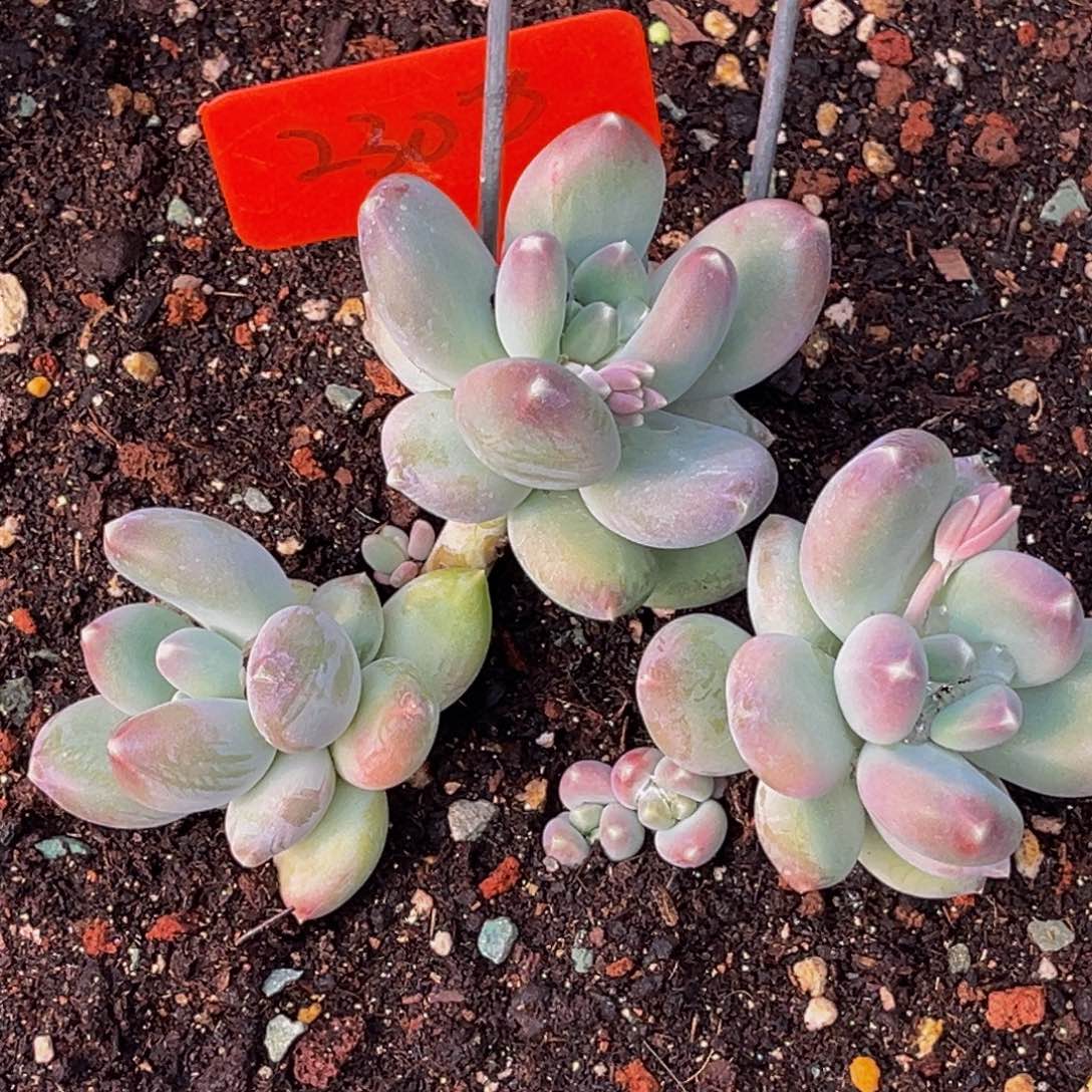 2308号上午多肉植物群生多肉植物