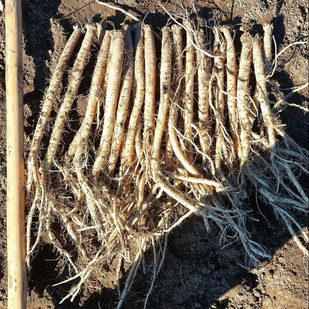 甘肃农产品 新鲜党参现挖