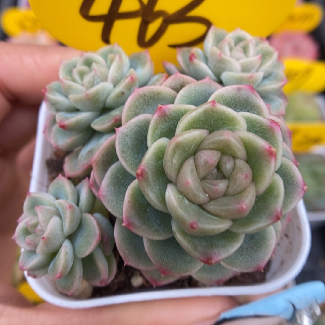 x7灯泡心珍妮群生463号