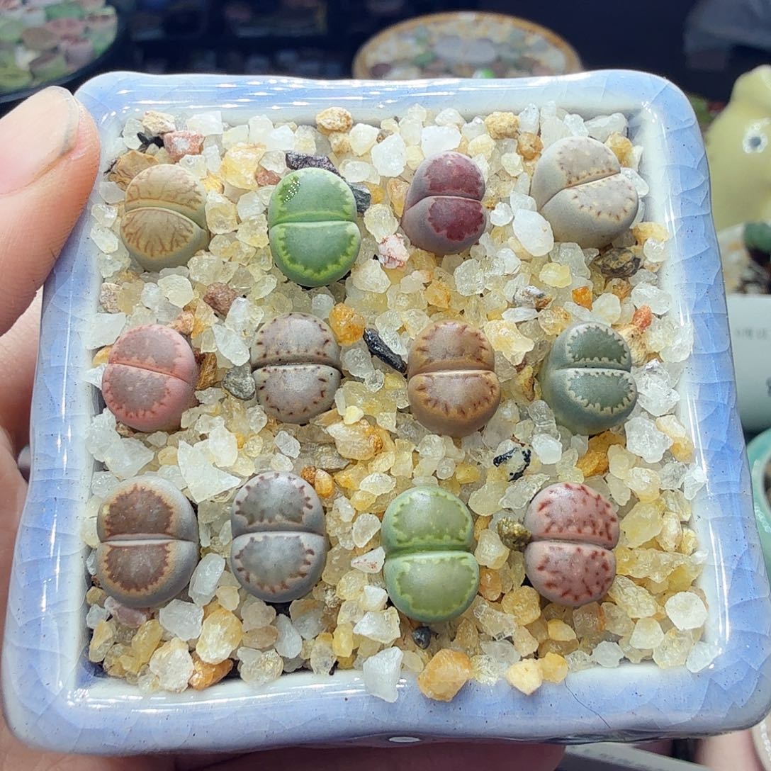 多肉植物福利冲846