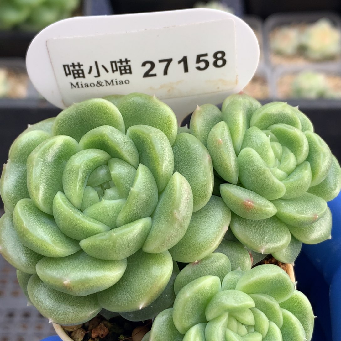 多肉植物杂交珍妮