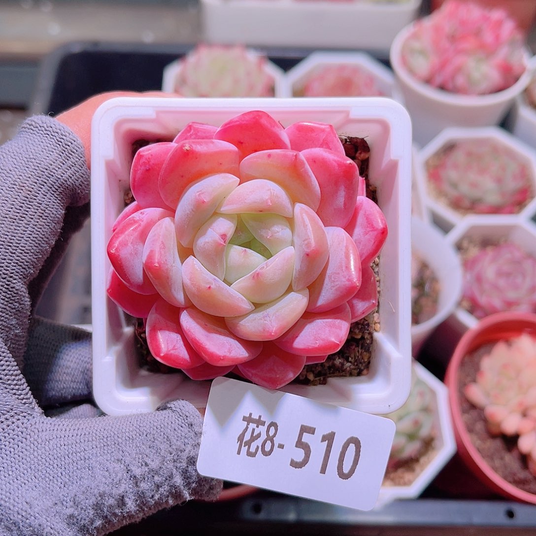 花08-51冰糖单头