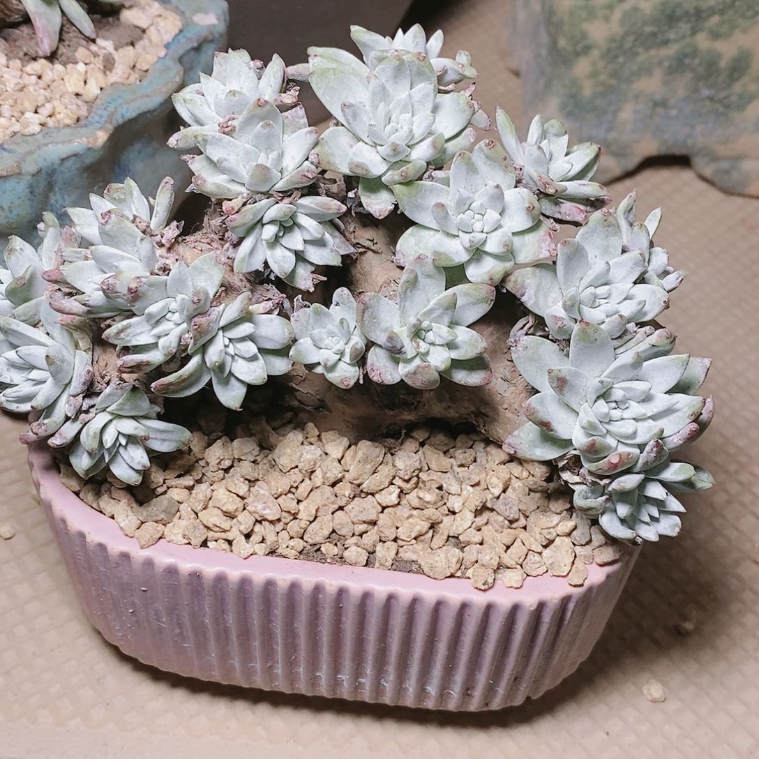 【闪购商品】虫*哥哈哈哈瑕疵流丹白豪多肉2178