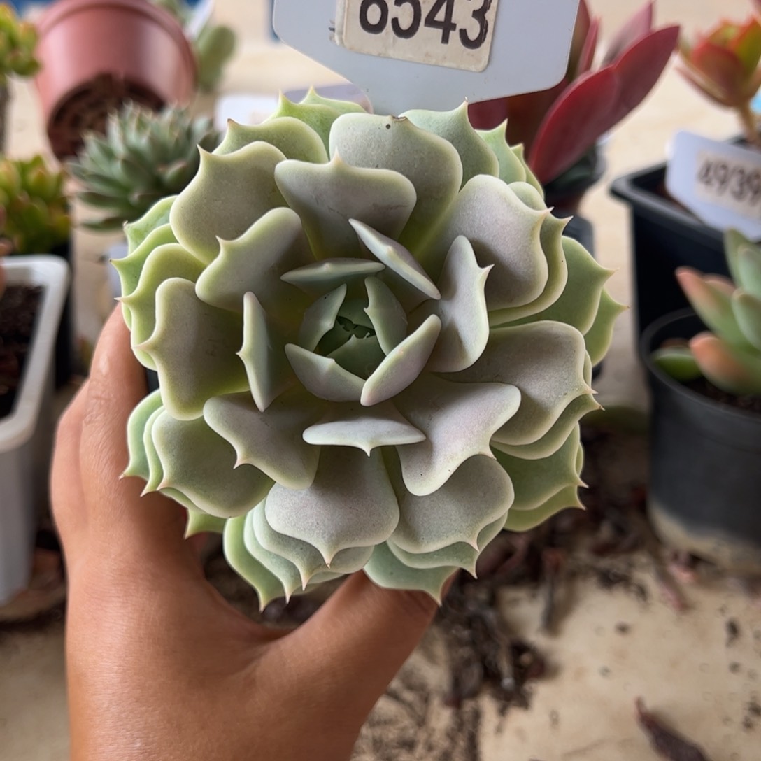 【闪购商品】露娜莲。 8543。 1111111