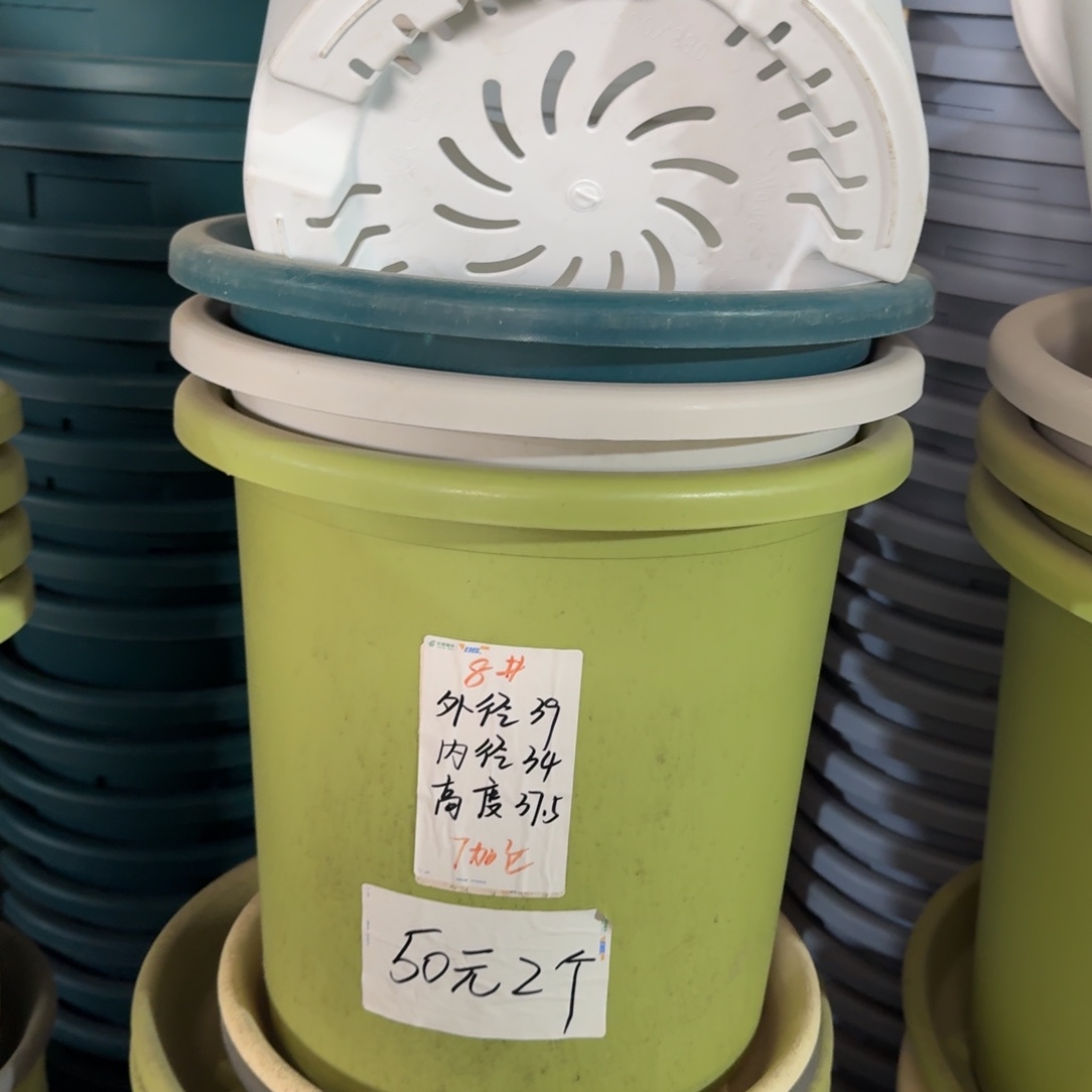 四季8#口径39无拖果绿5个