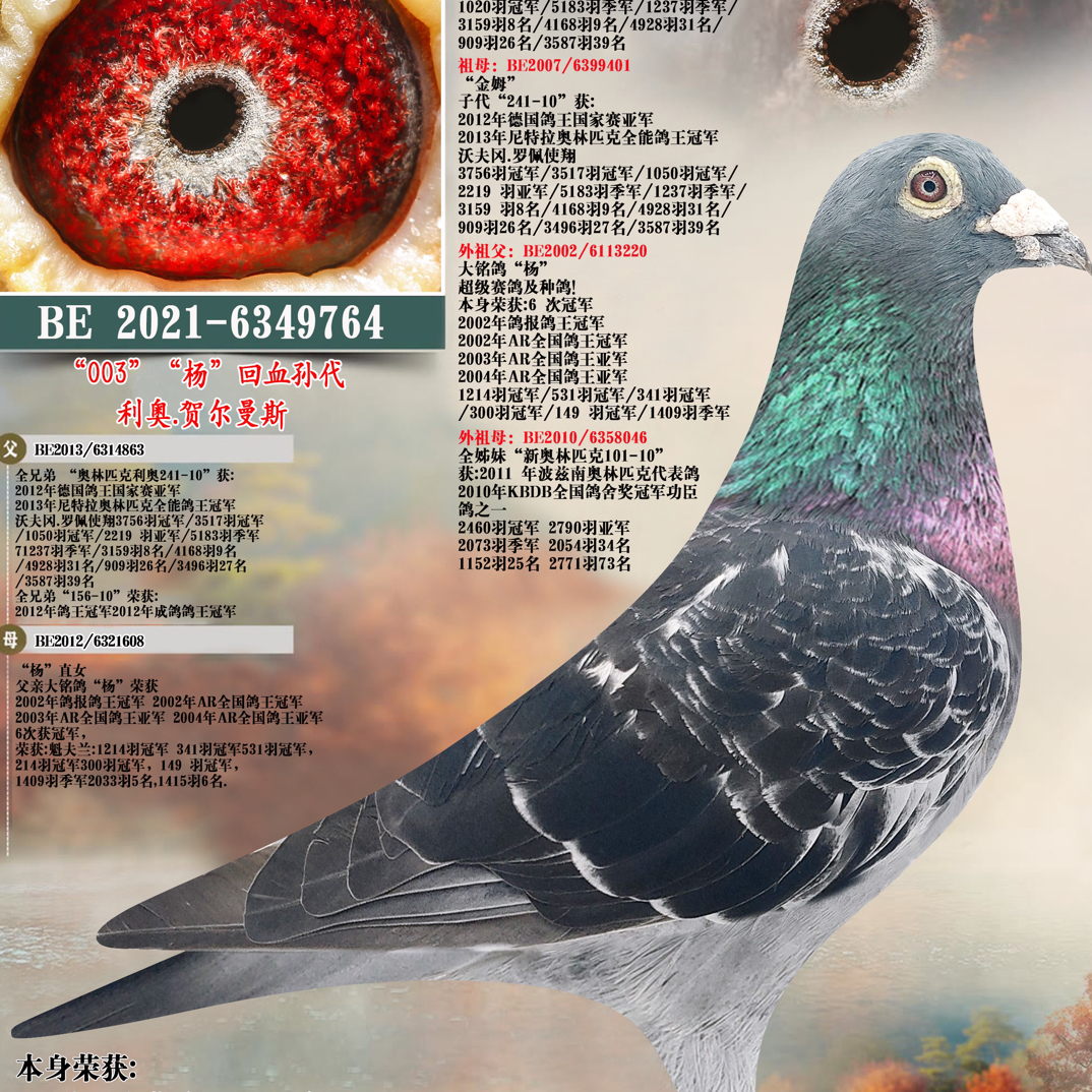 实战家族桑杰士狼狗号家族信鸽