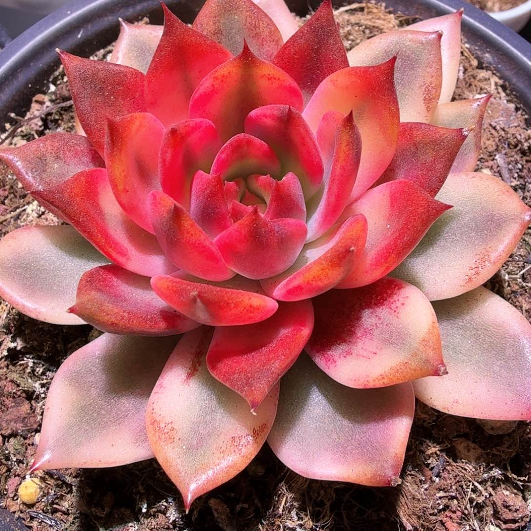 火焰山  锦上园艺一物一拍