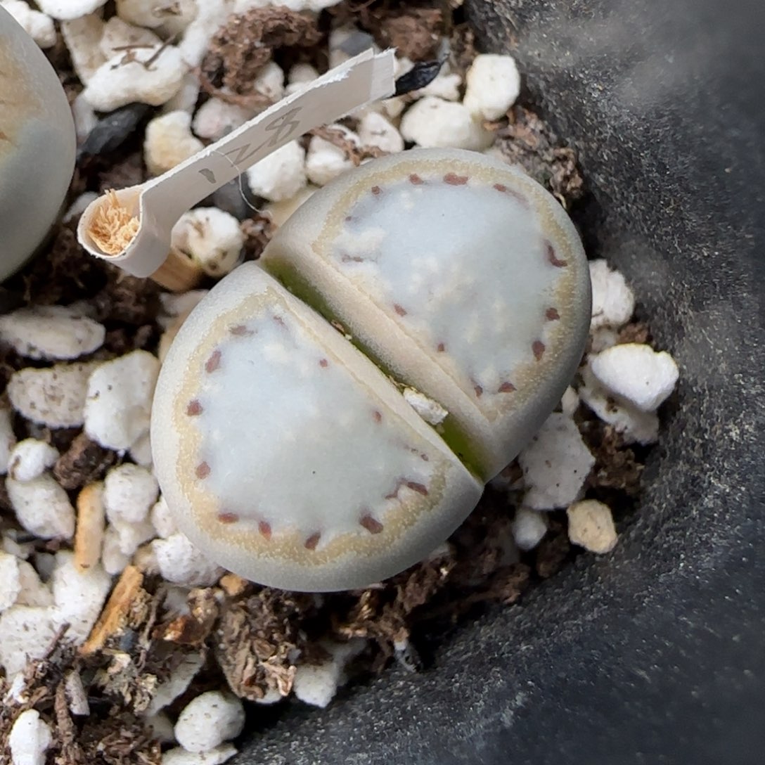 12.13.1621.6糖霜饼干.9050