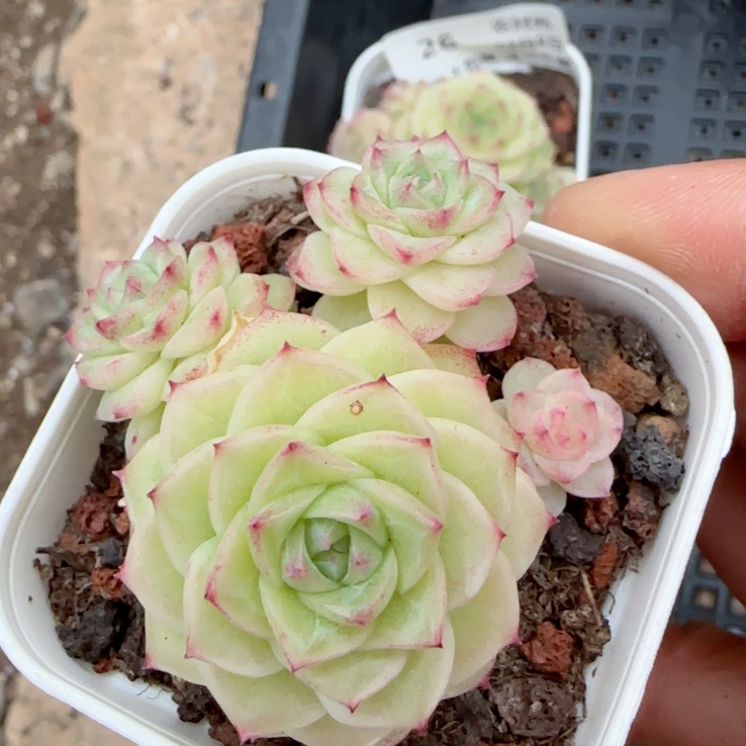 君*【闪购商品】0208-27（ppt-107）