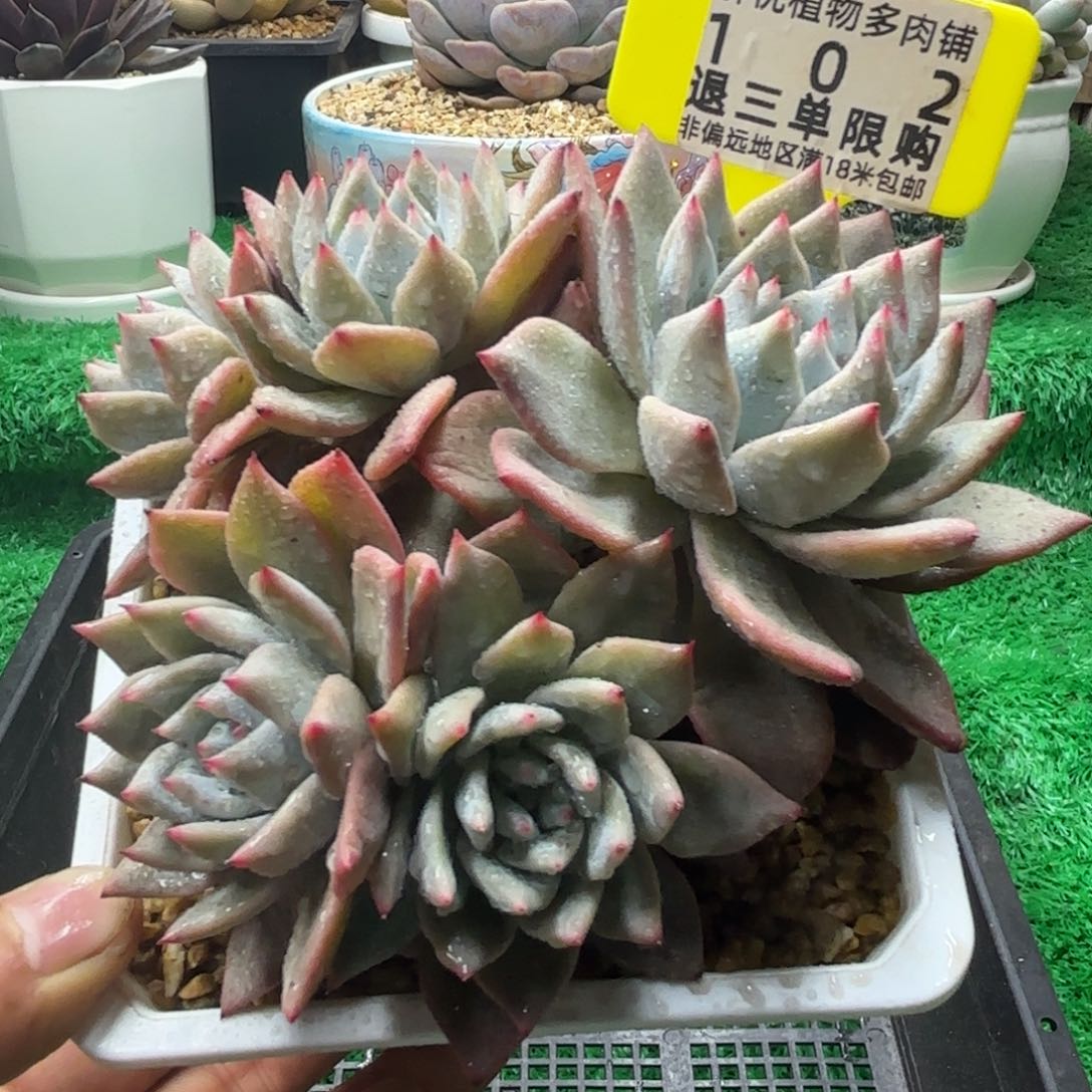 解忧多肉植物编号102