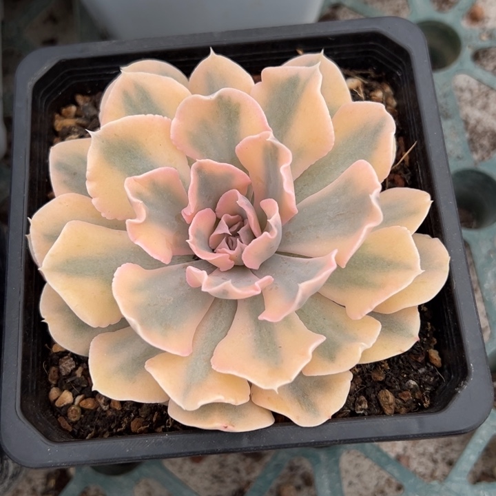 利比里亚锦一物一拍锦龙