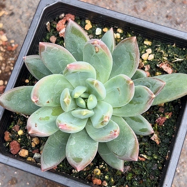 美人单头特价一物一拍