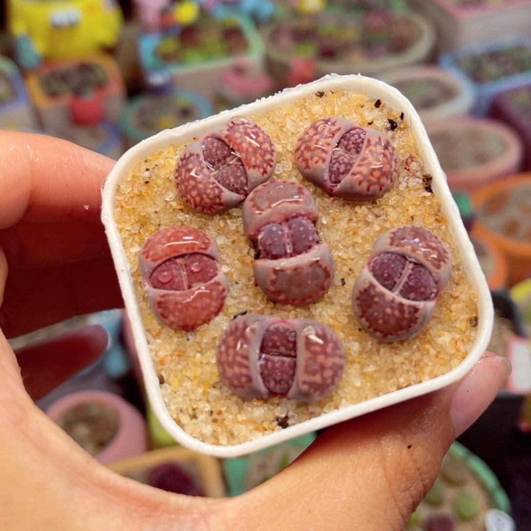 023. 56875567766777555676