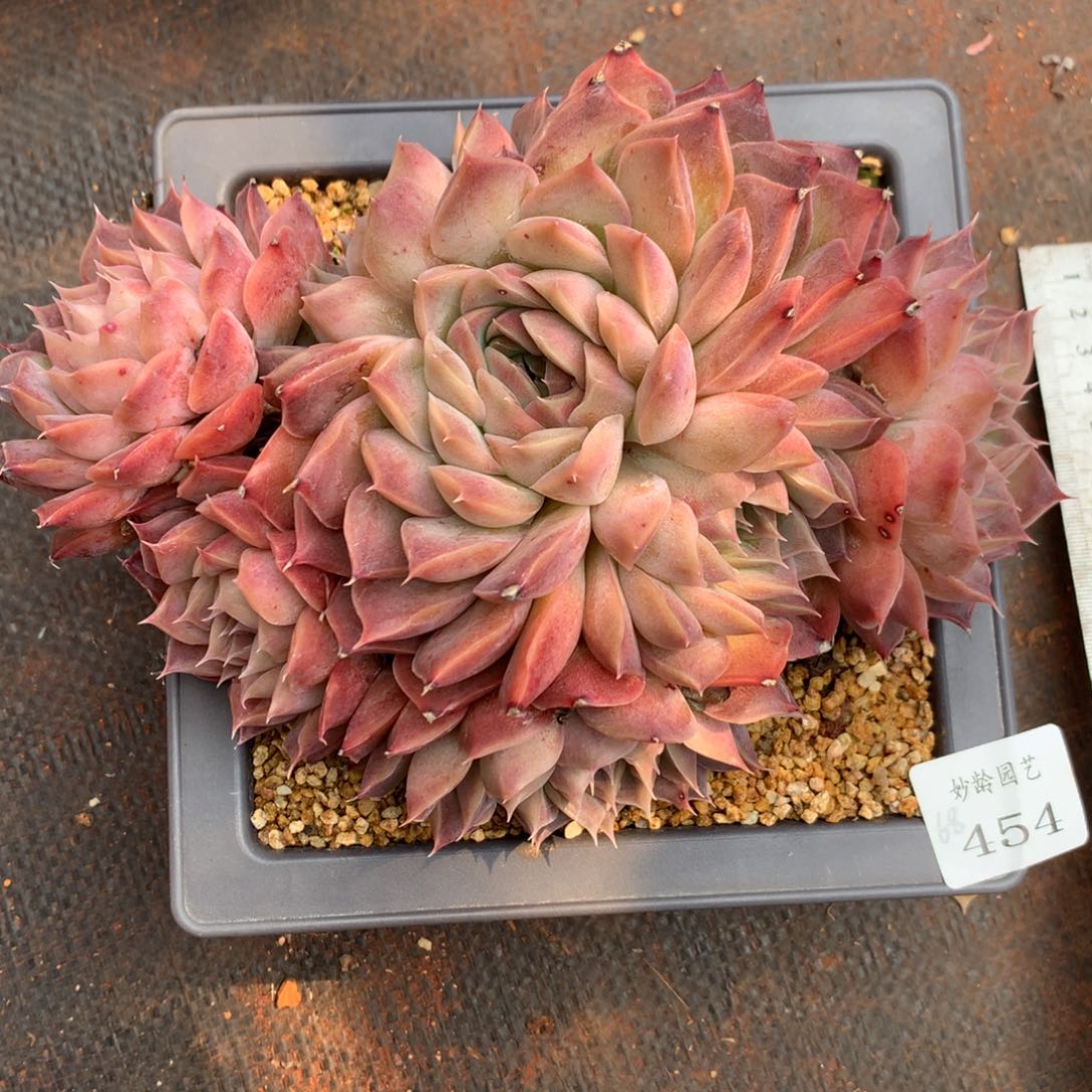 454杂交多肉老桩18冠